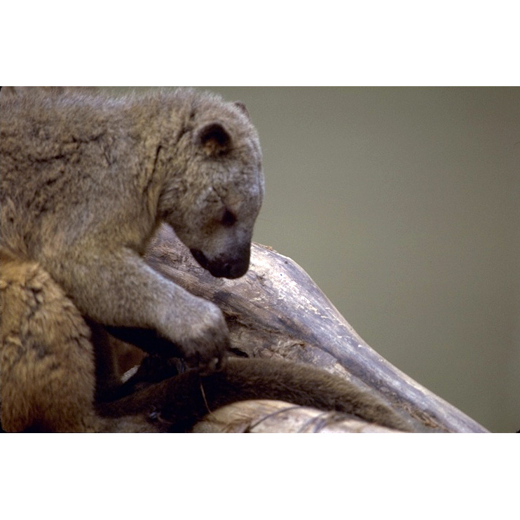 Кенгуру Дориа (Dendrolagus dorianus) Фото №6