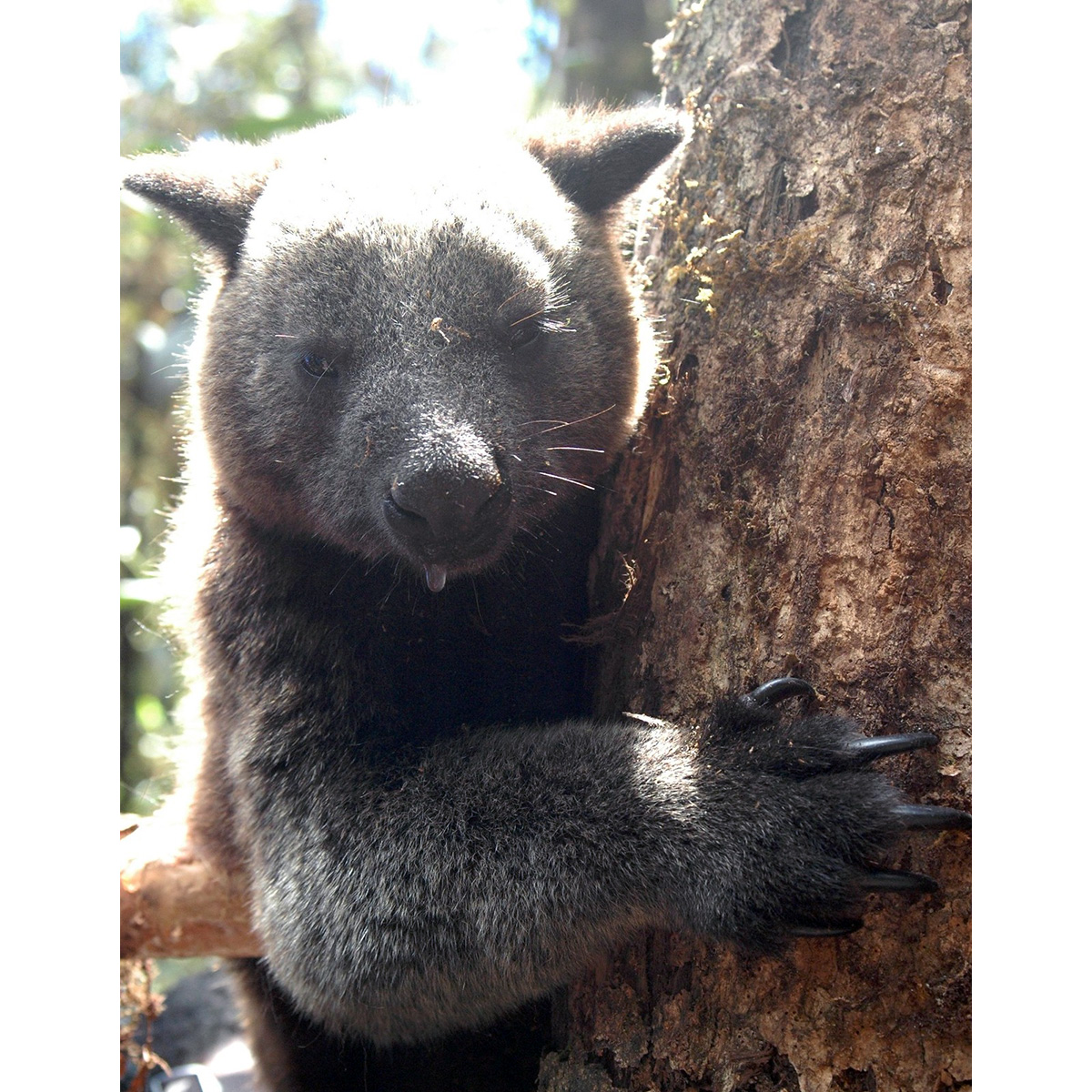Кенгуру Дориа (Dendrolagus dorianus) Фото №7