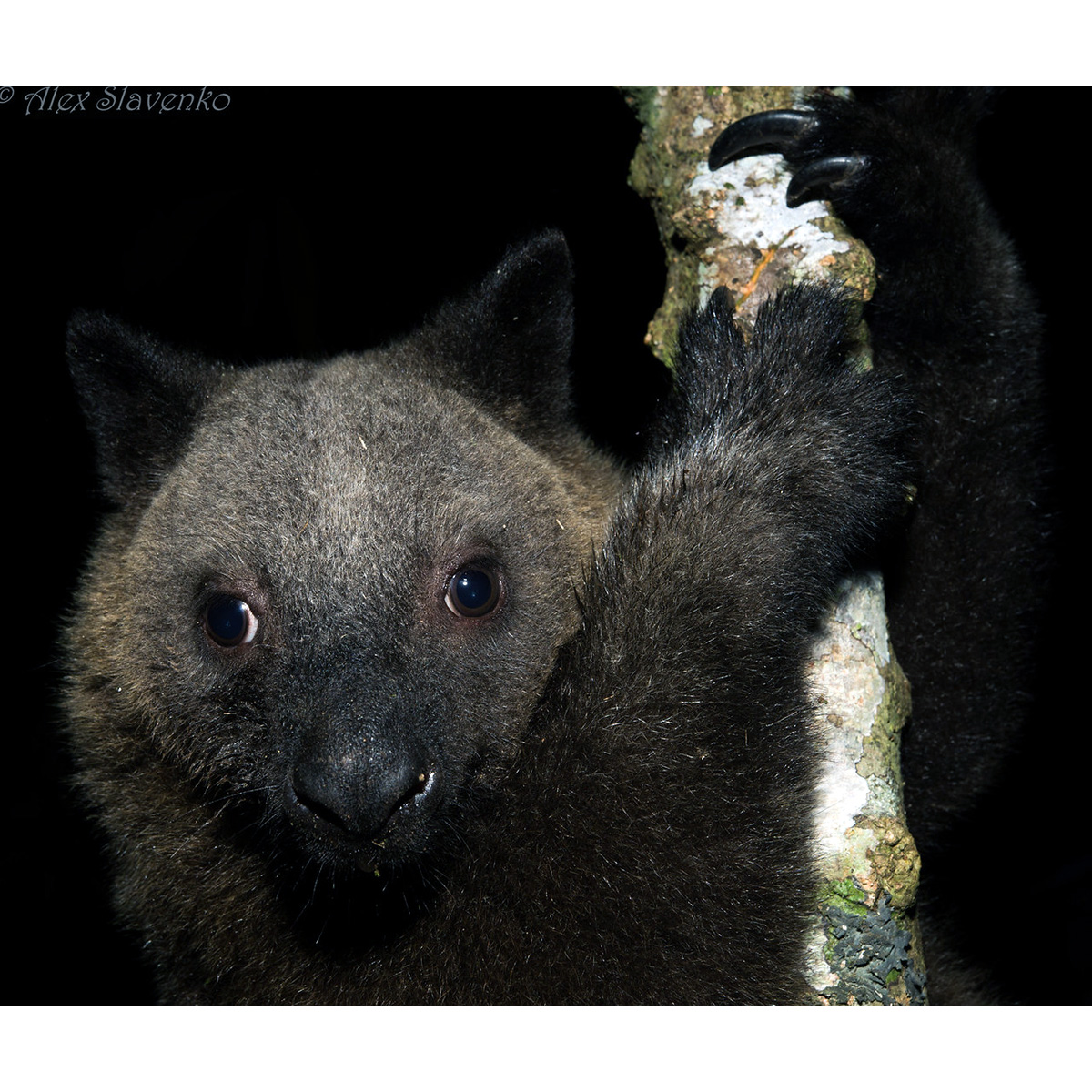 Кенгуру Дориа (Dendrolagus dorianus) Фото №9