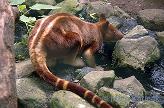 Dendrolagus goodfellowi buergersi