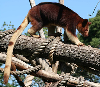 Dendrolagus goodfellowi goodfellowi