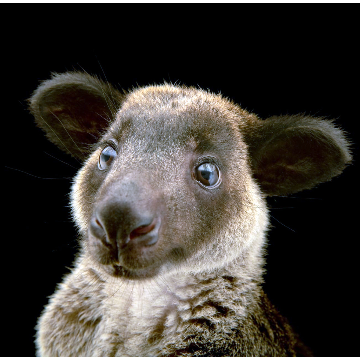 Седой древесный кенгуру (Dendrolagus inustus) Фото №10