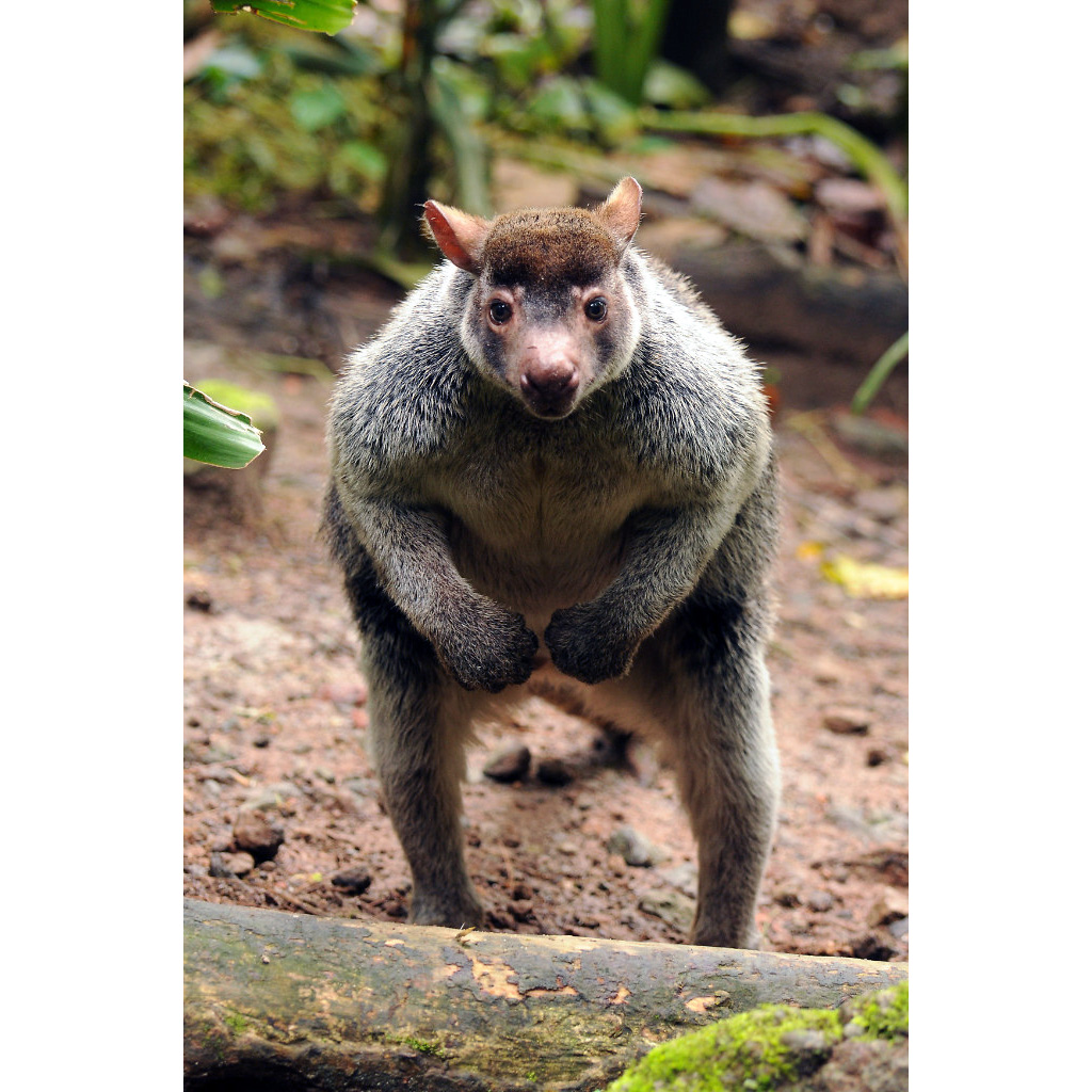 Седой древесный кенгуру (Dendrolagus inustus) Фото №6