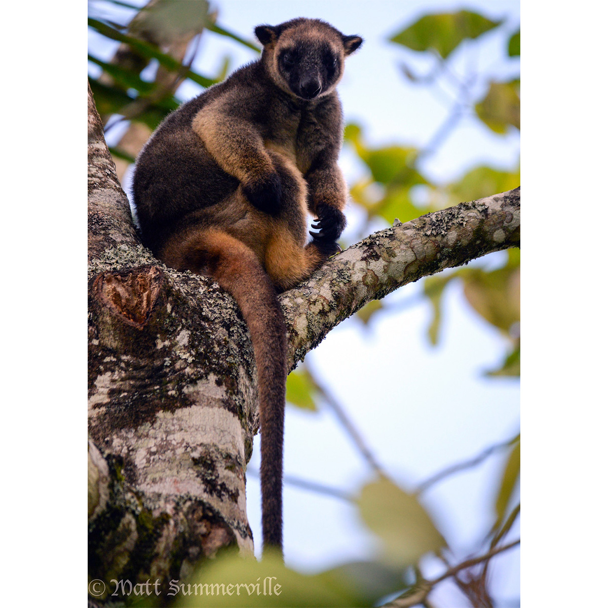 Кенгуру Люмхольтца (Dendrolagus lumholtzi) Фото №3