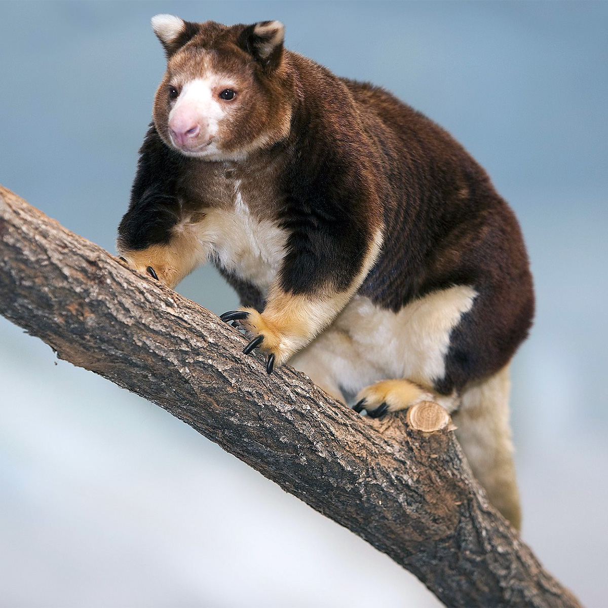 Кенгуру Матши (Dendrolagus matschiei) Фото №2