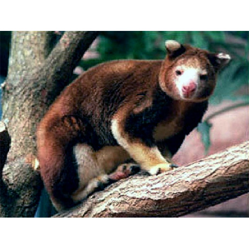 Golden Mantled Tree Kangaroo (Dendrolagus pulcherrimus) Фото №2
