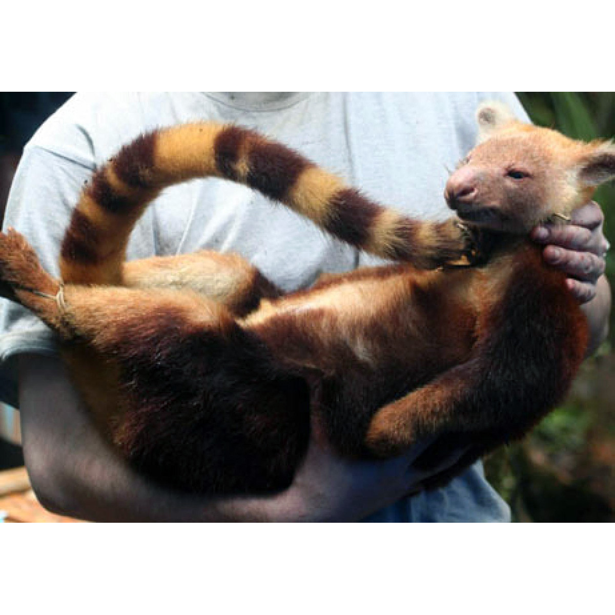Golden Mantled Tree Kangaroo (Dendrolagus pulcherrimus) Фото №4