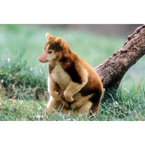 Golden Mantled Tree Kangaroo (Dendrolagus pulcherrimus) Фото №5