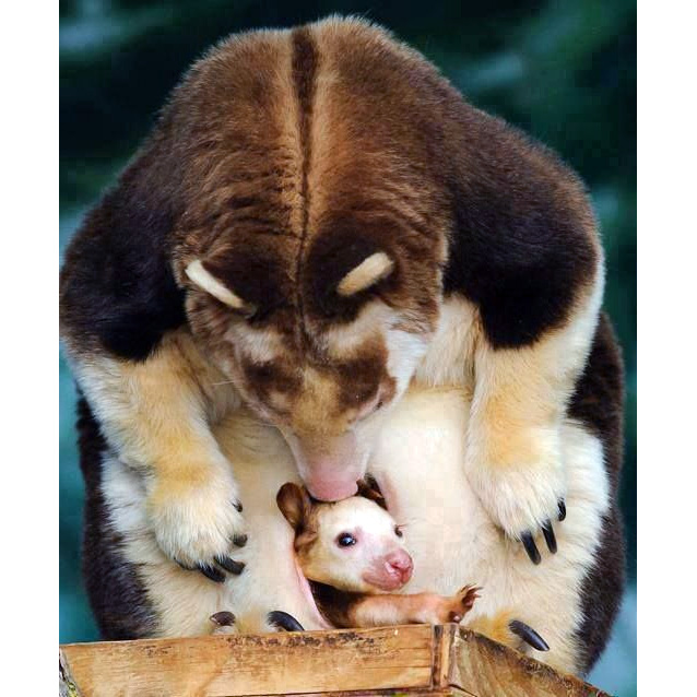 Golden Mantled Tree Kangaroo (Dendrolagus pulcherrimus) Фото №6