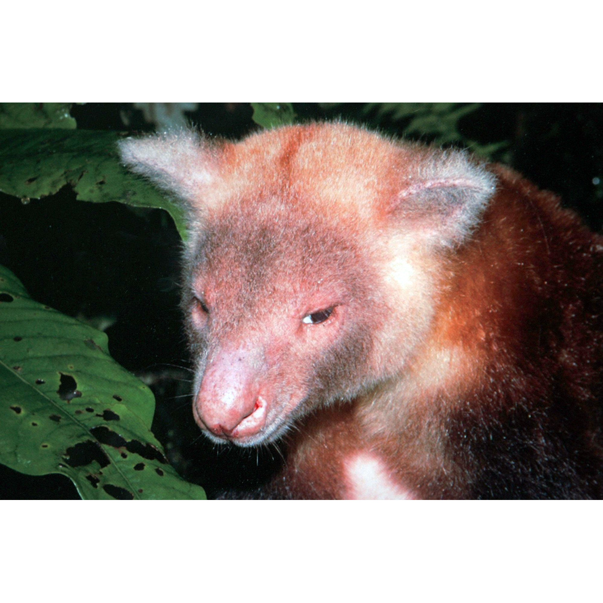Golden Mantled Tree Kangaroo (Dendrolagus pulcherrimus) Фото №7