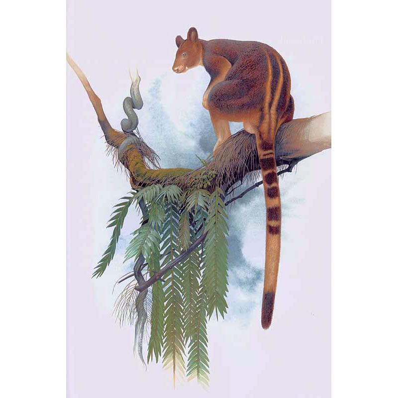 Golden Mantled Tree Kangaroo (Dendrolagus pulcherrimus) Фото №8
