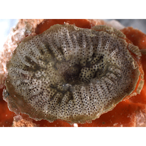 Семейство Densiporidae фото