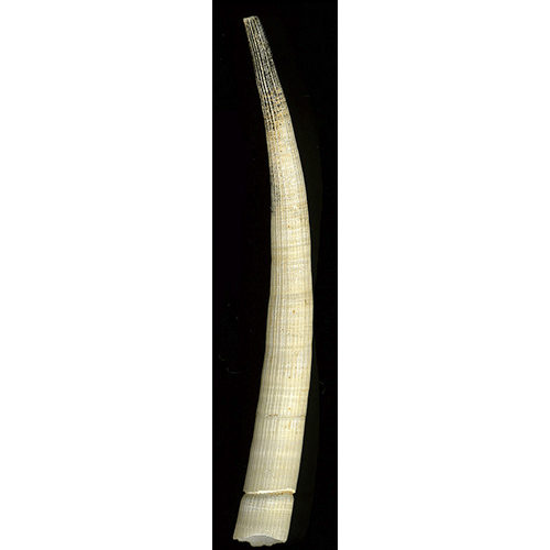 Семейство Dentaliidae  фото