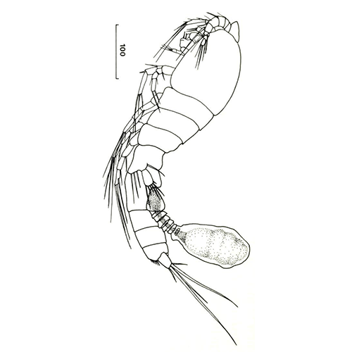 Семейство Deoterthridae фото