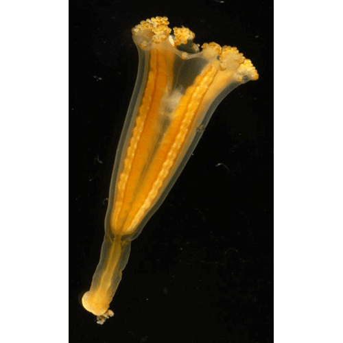 Семейство Depastridae  фото