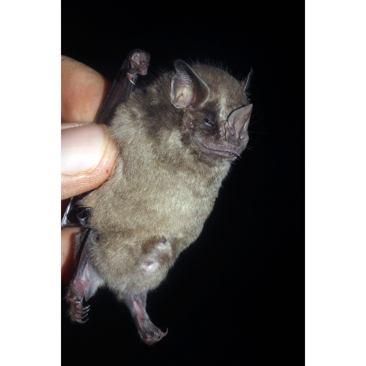Aztec Fruit-eating Bat (Dermanura azteca) Фото №2
