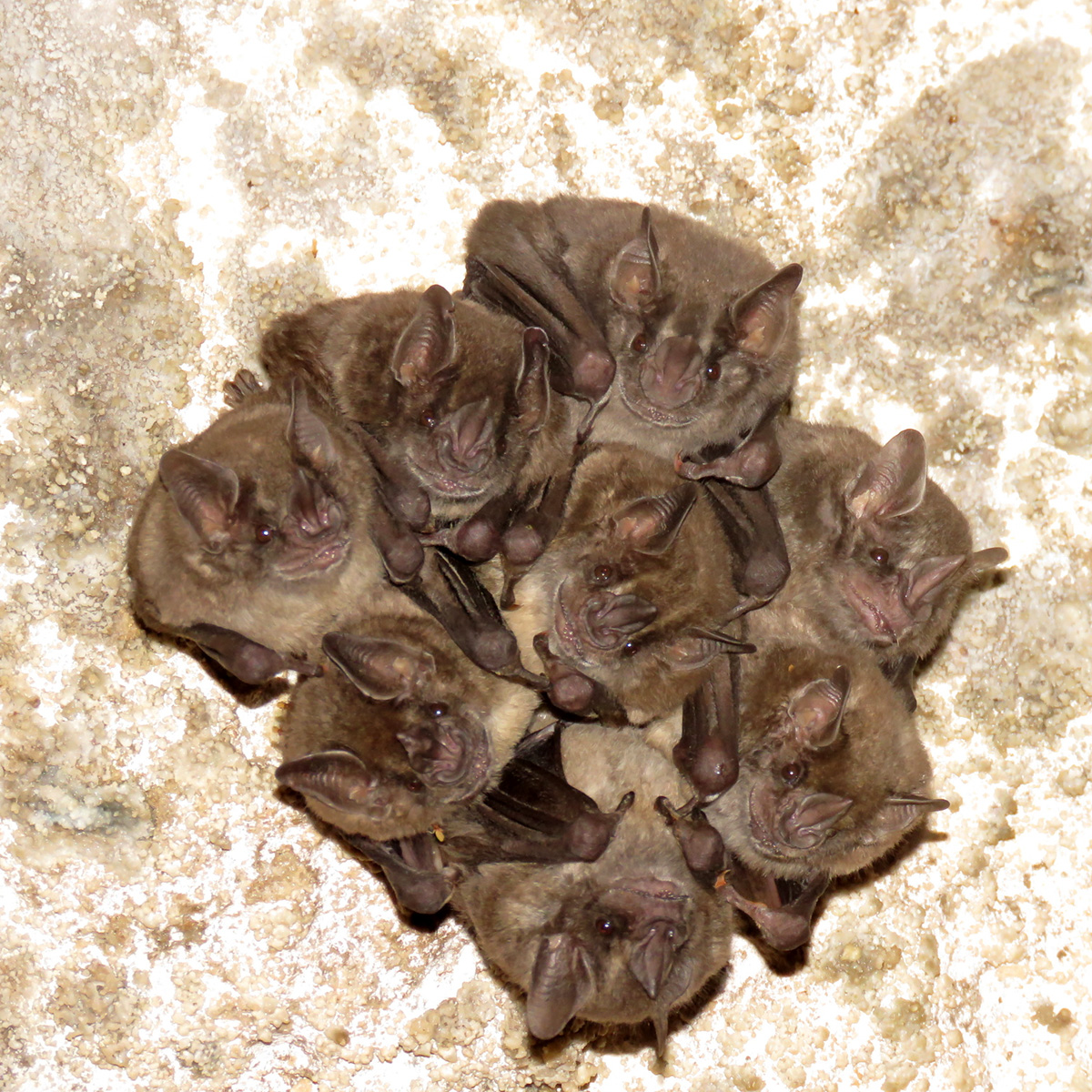 Aztec Fruit-eating Bat (Dermanura azteca) Фото №3