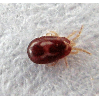 Семейство Dermanyssidae фото
