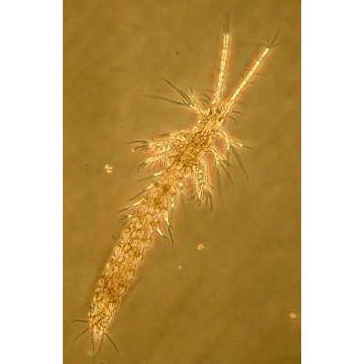 Семейство Derocheilocarididae фото
