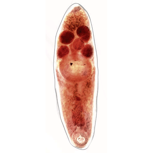 Семейство Derogenidae фото