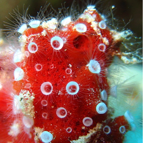Семейство Desmacellidae  фото