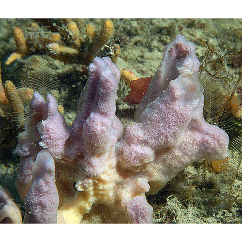 Семейство Desmacididae  фото