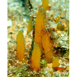 Семейство Desmanthidae  фото