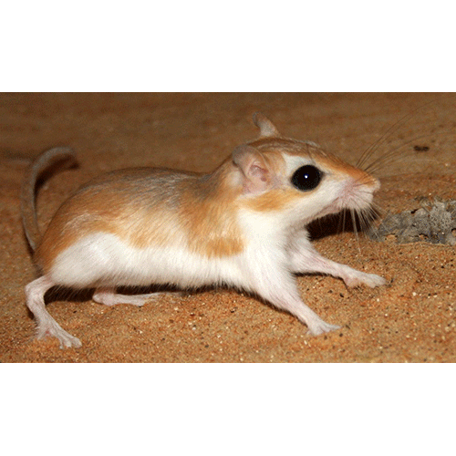 Род Desmodilliscus  фото