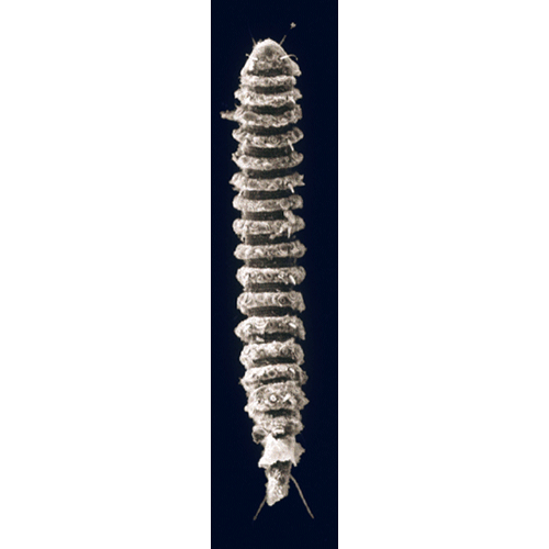 Семейство Desmoscolecidae  фото
