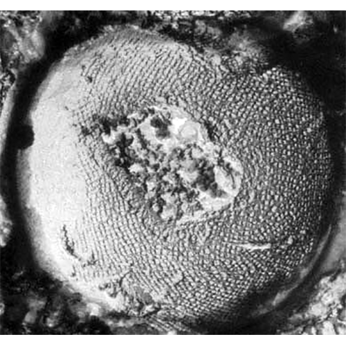Отряд Desulfurococcales фото