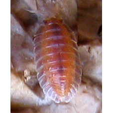 Семейство Detonidae фото