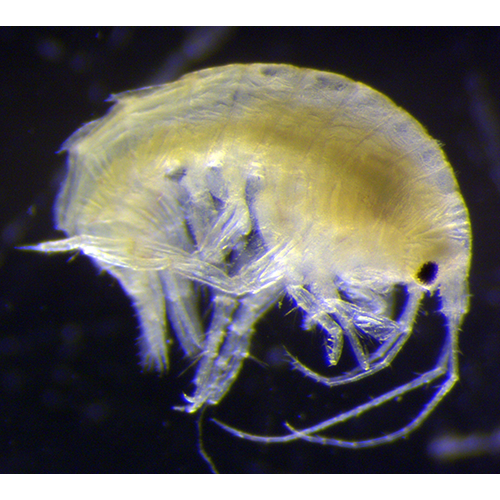 Семейство Dexaminidae фото