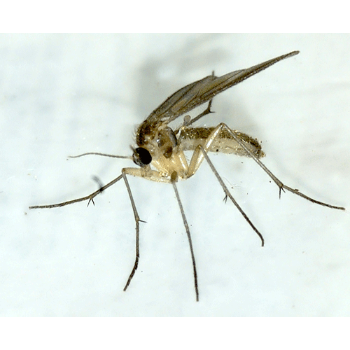 Семейство Diadocidiidae фото