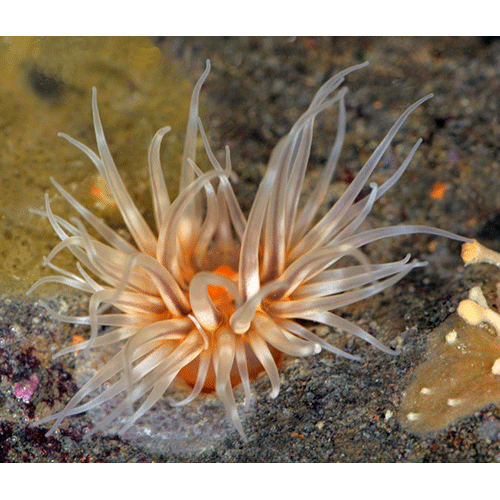 Семейство Diadumenidae  фото