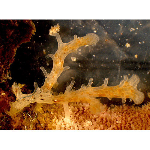 Семейство Diaperoeciidae фото