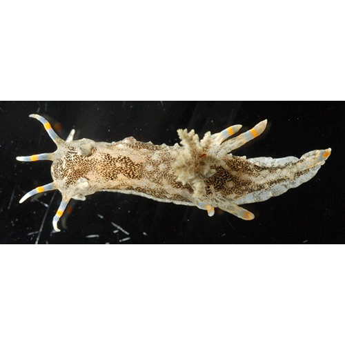 Семейство Diaphanoidea  фото