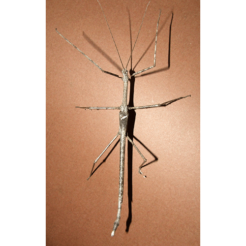 Семейство Diapheromeridae фото