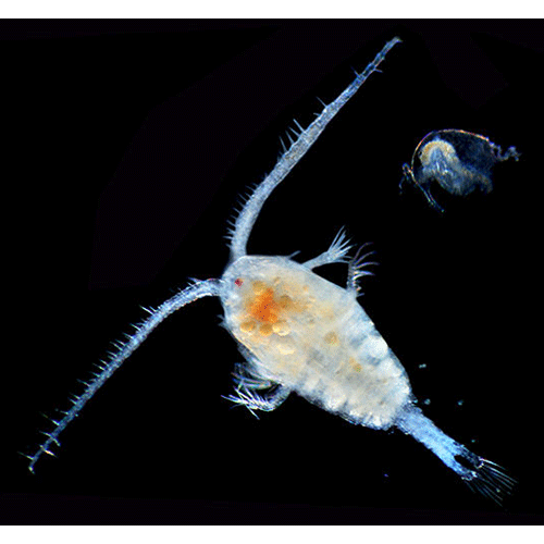 Семейство Diaptomidae фото