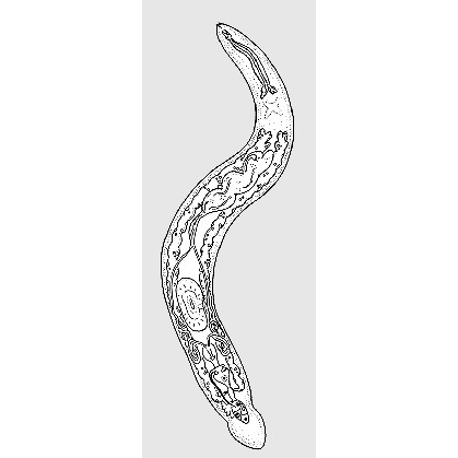 Семейство Diascorhynchidae  фото