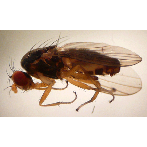 Семейство Diastatidae фото
