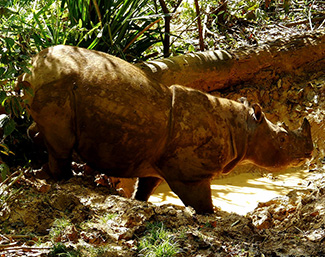 Dicerorhinus sumatrensis harrissoni