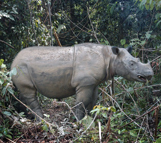 Dicerorhinus sumatrensis sumatrensis