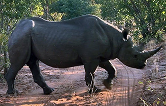 Diceros bicornis bicornis