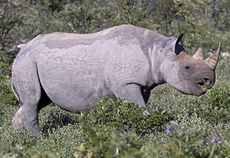Diceros bicornis occidentalis