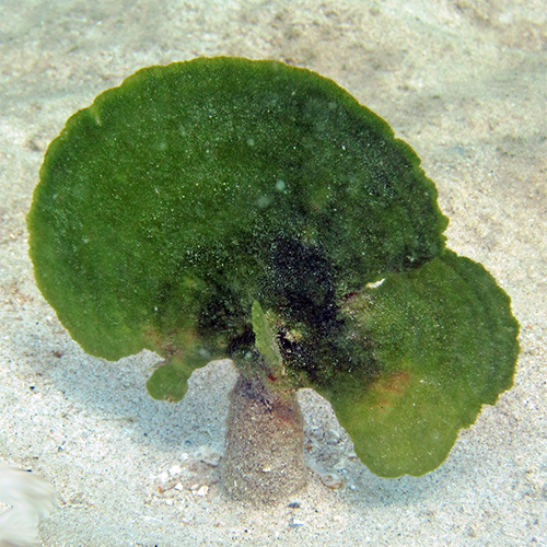 Семейство Dichotomosiphonaceae фото