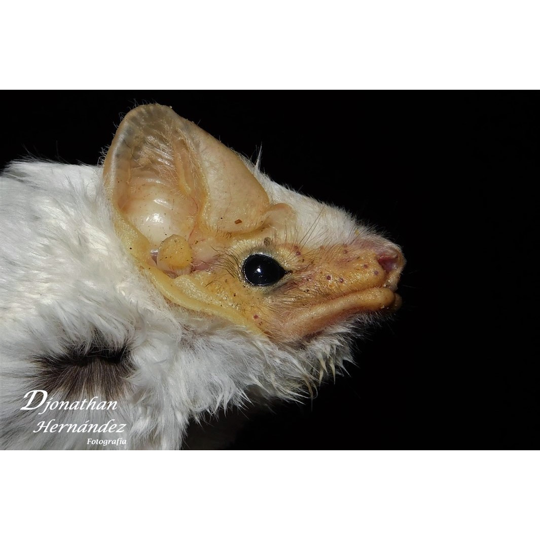 Белый мешкокрыл (Diclidurus albus) Фото №10