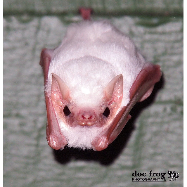 Белый мешкокрыл (Diclidurus albus) Фото №9