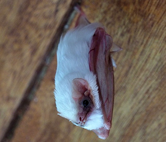 Diclidurus albus albus
