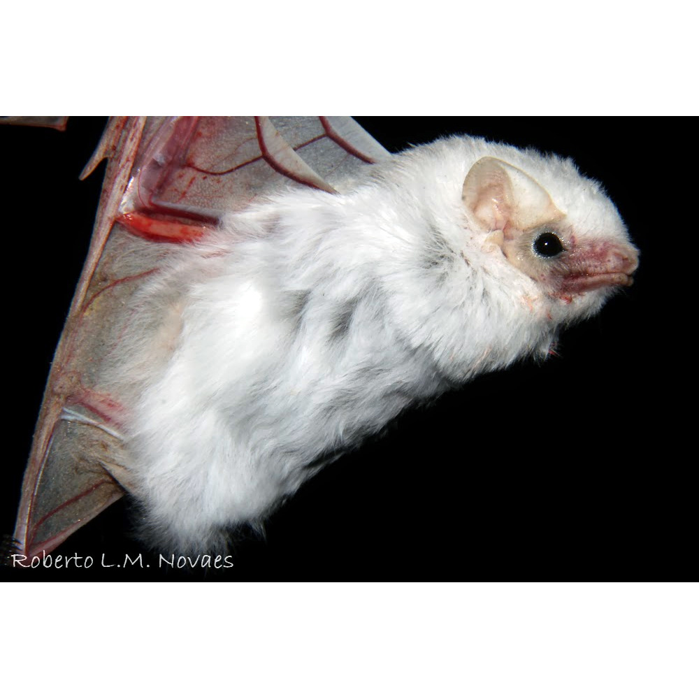 Малый белый мешкокрыл (Diclidurus scutatus) Фото №5