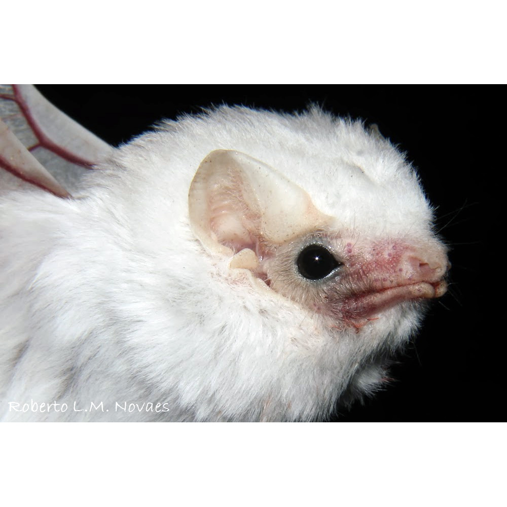 Малый белый мешкокрыл (Diclidurus scutatus) Фото №7